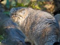 Manul oder auch Pallaskatze